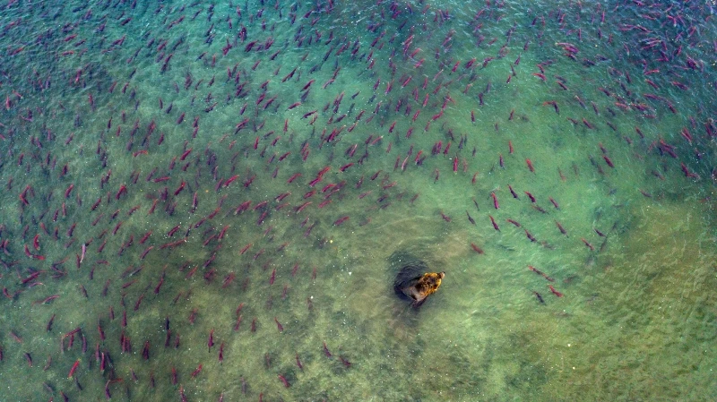 Bear and Salmon: Commended in the Wildlife category