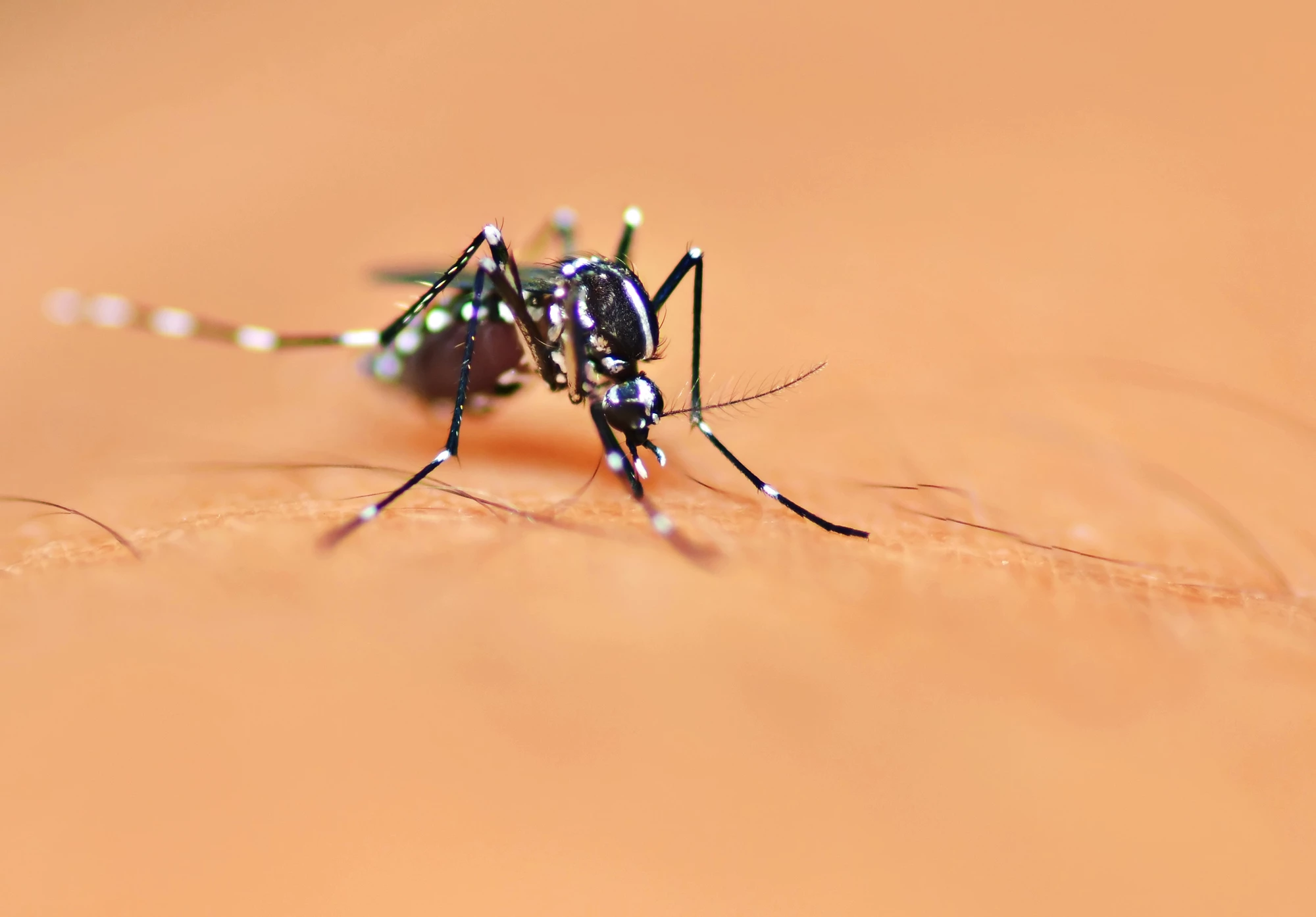 Researchers have developed a new treatment for a potentially deadly mosquito-borne disease
