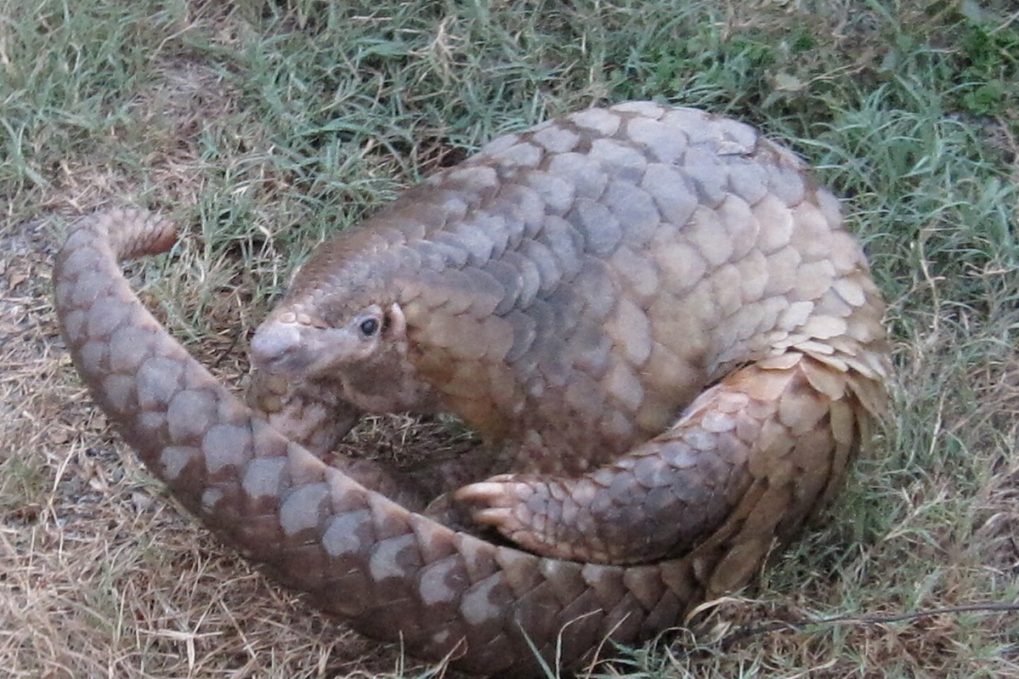 A pangolin with its distinctive keratin armor