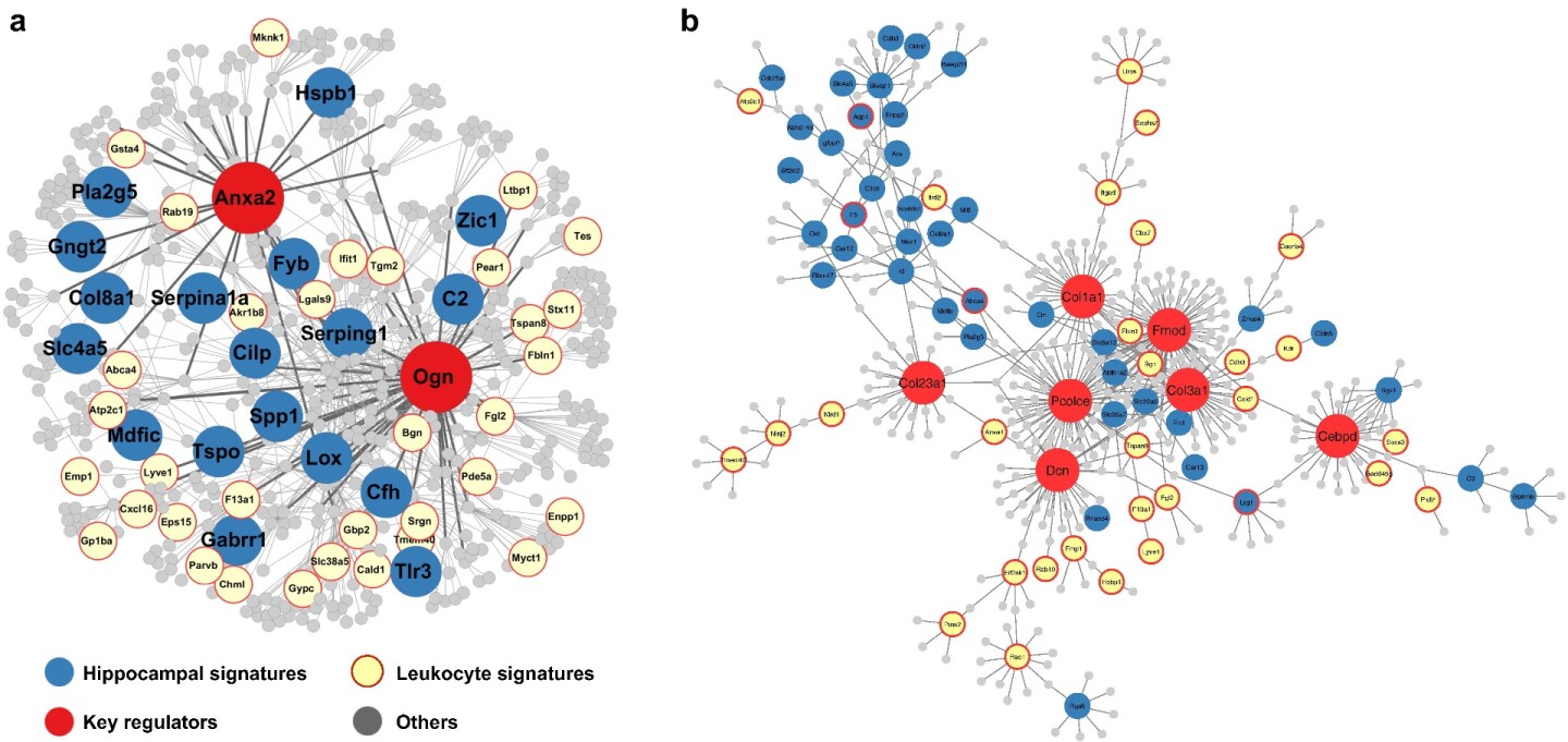 Master genes trigger cascade of damage to other genes after brain trauma