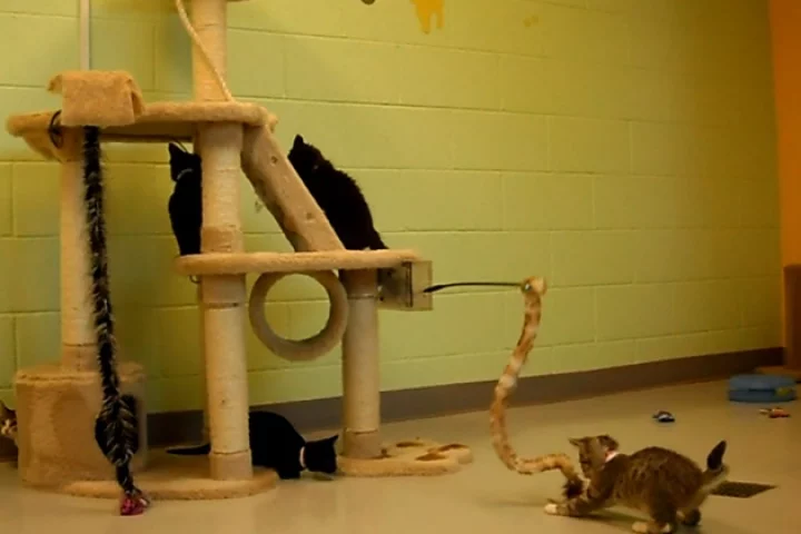 iPet Companion is a system that allows internet users to remotely play with cats living in animal shelters, via their computers and in real time(All images courtesy AprioriControl)