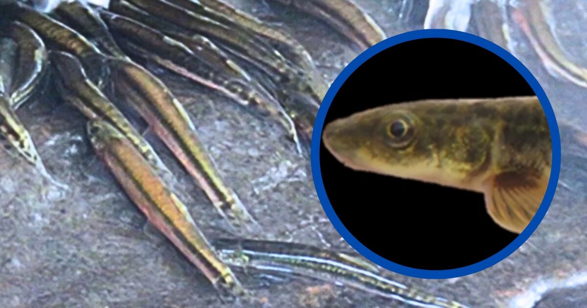 Small fish climb Congo waterfall in amazing migration
