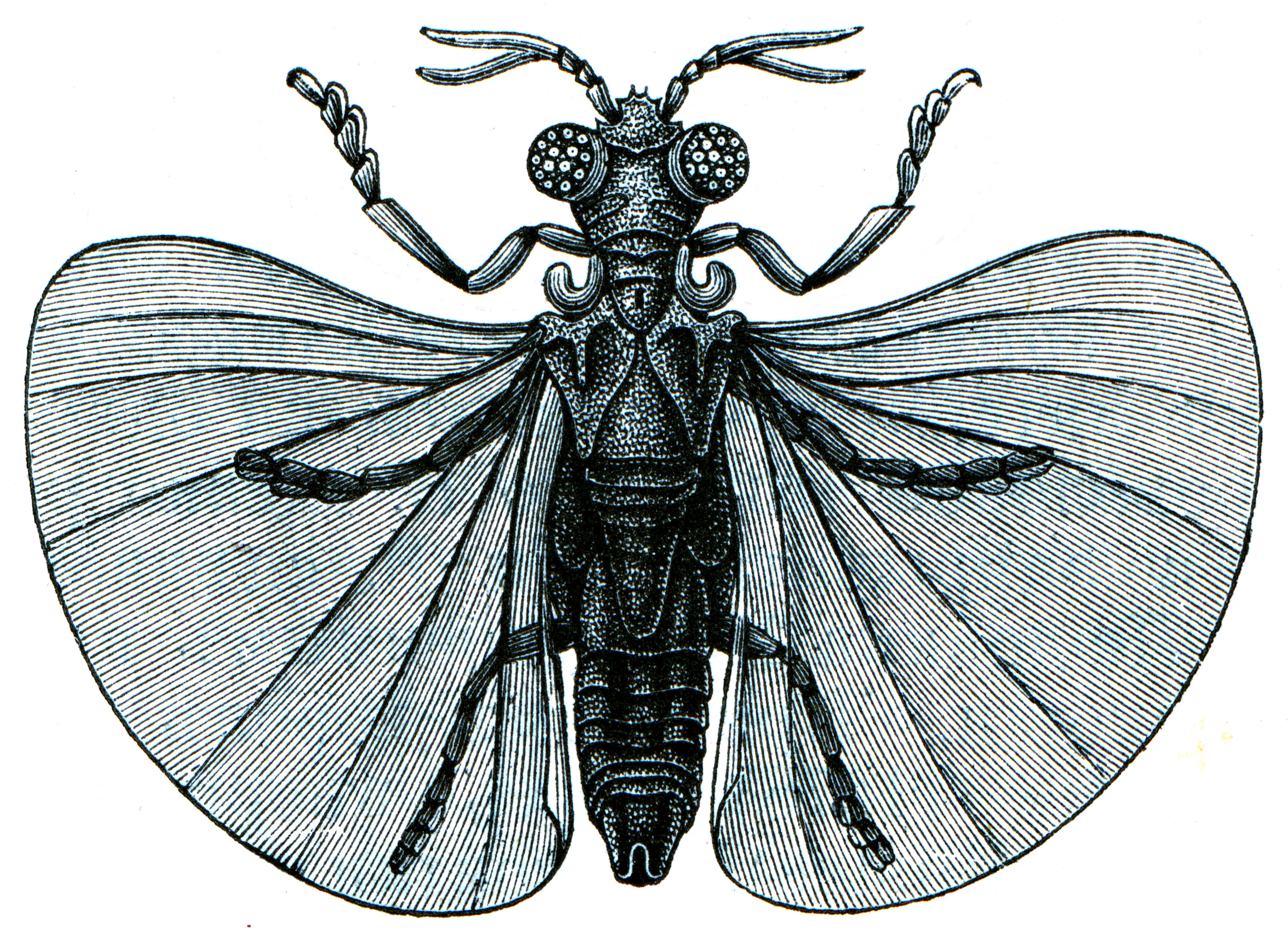 An 1896 illustration of Xenos peckii