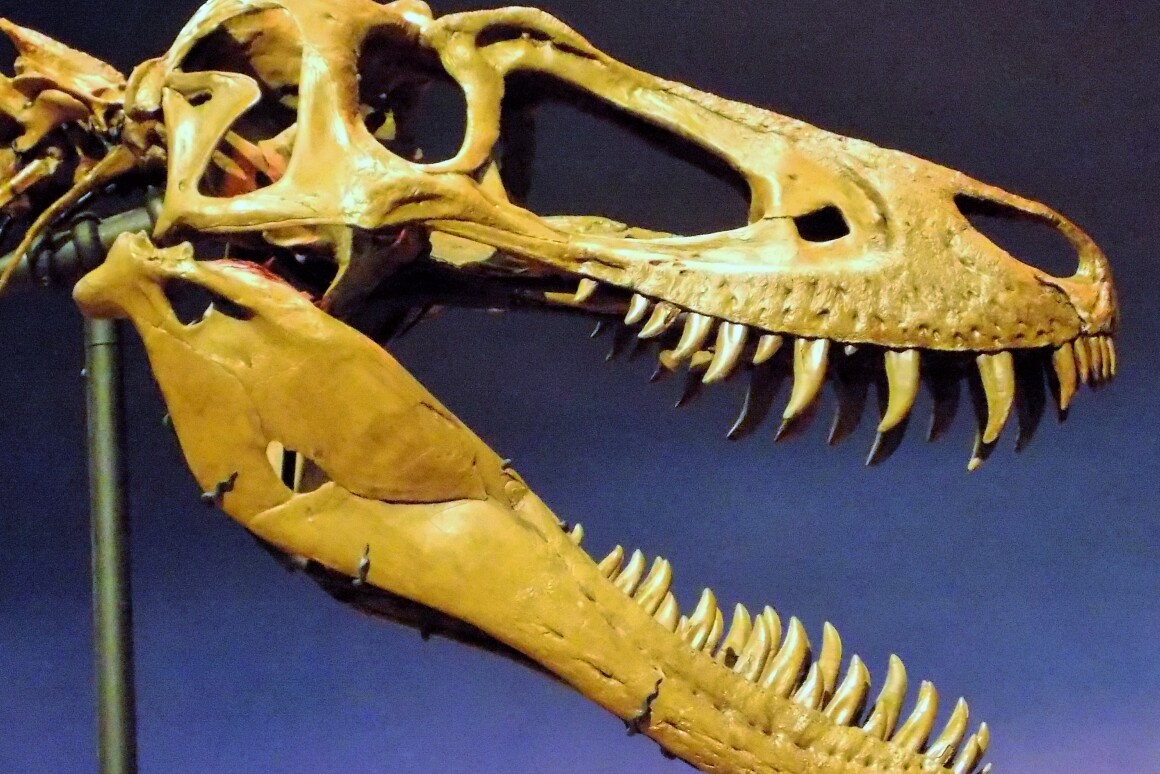 The skull of the dinosaur known as Jane, with its sharp knife-like teeth