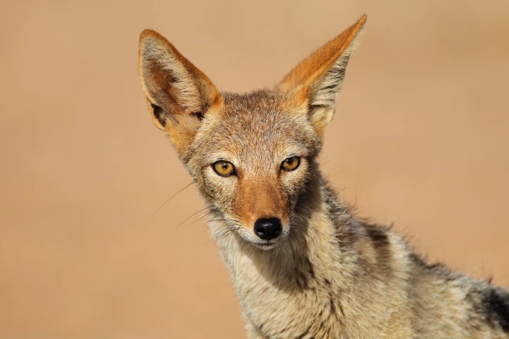 New study stresses how vital apex scavengers like the black-backed jackal (Canis mesomelas) are to keeping disease at bay