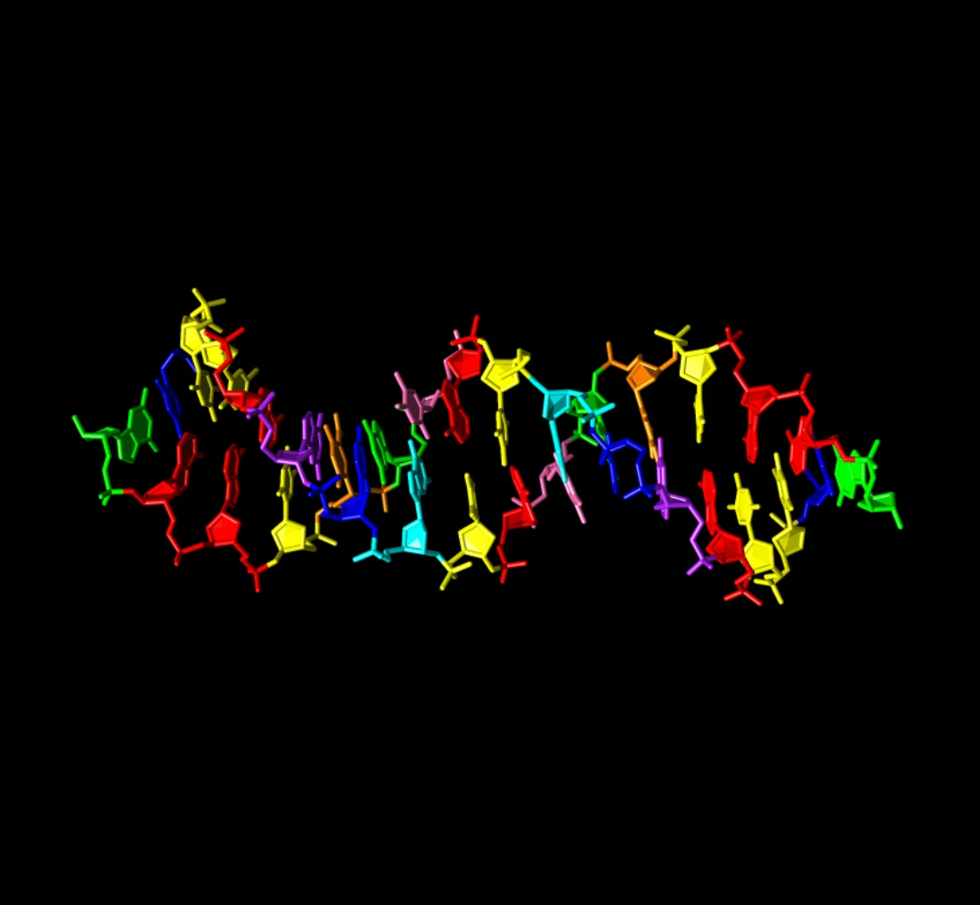 An illustration of the new synthetic DNA structure, showing regular nucleotides (green, blue, red, yellow) along with four brand new ones (cyan, pink, purple, orange)