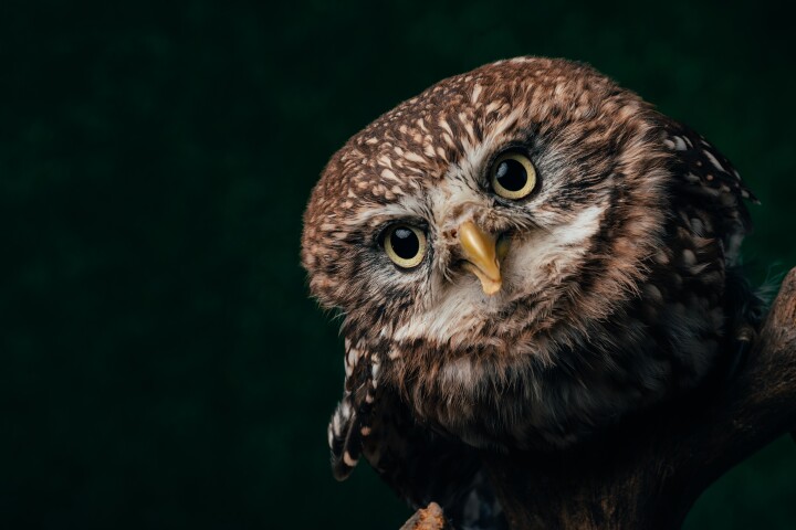 Now you see it: Like most animals, owl vision has evolved for survival and they perceive the world around them very differently to how humans do