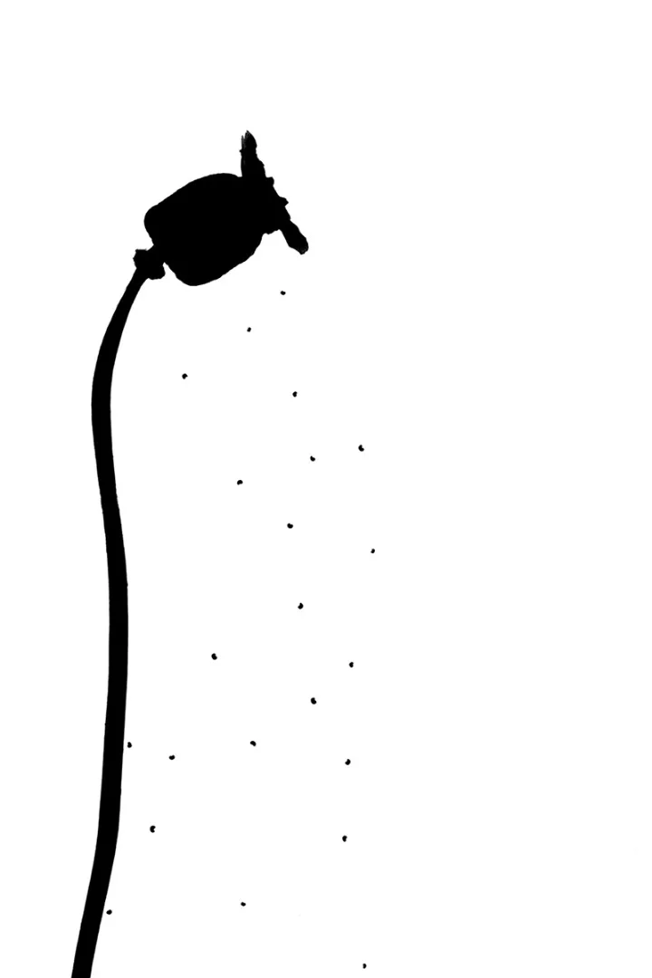 Commended: Poppy Seeding