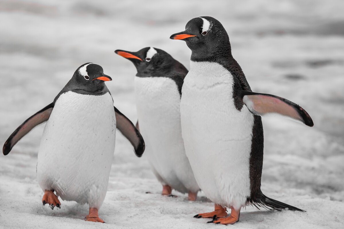 Penguin-inspired material can switch between heating and cooling modes