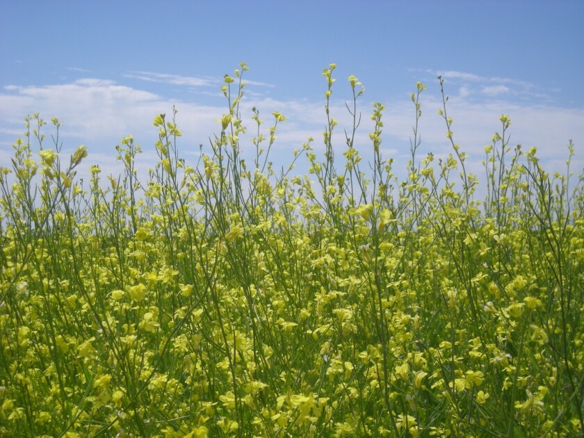 One hectare (2.5 acres) of Carinata seed yields 2,000 litres (528 gallons) of oil, which produces 400 litres (106 gallons) of biofuel