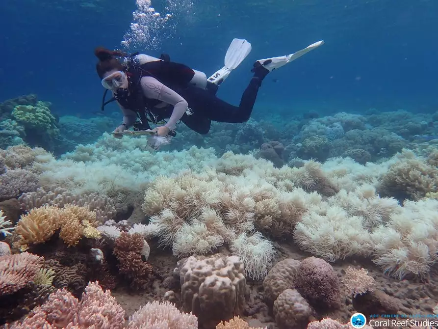 A scientist surveys the damage to the Great Barrier Reef