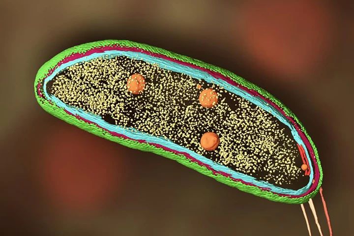 Researchers have combined two imaging techniques in one microscope to provide high-resolution images of cells like this bacteria cell