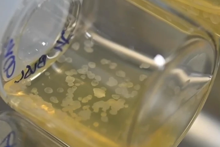A sample of the synthetic embryos in the nutrient solution