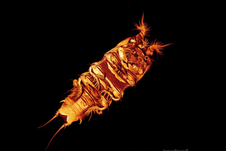 A tiny copepod collected this year from the Atlantic depths