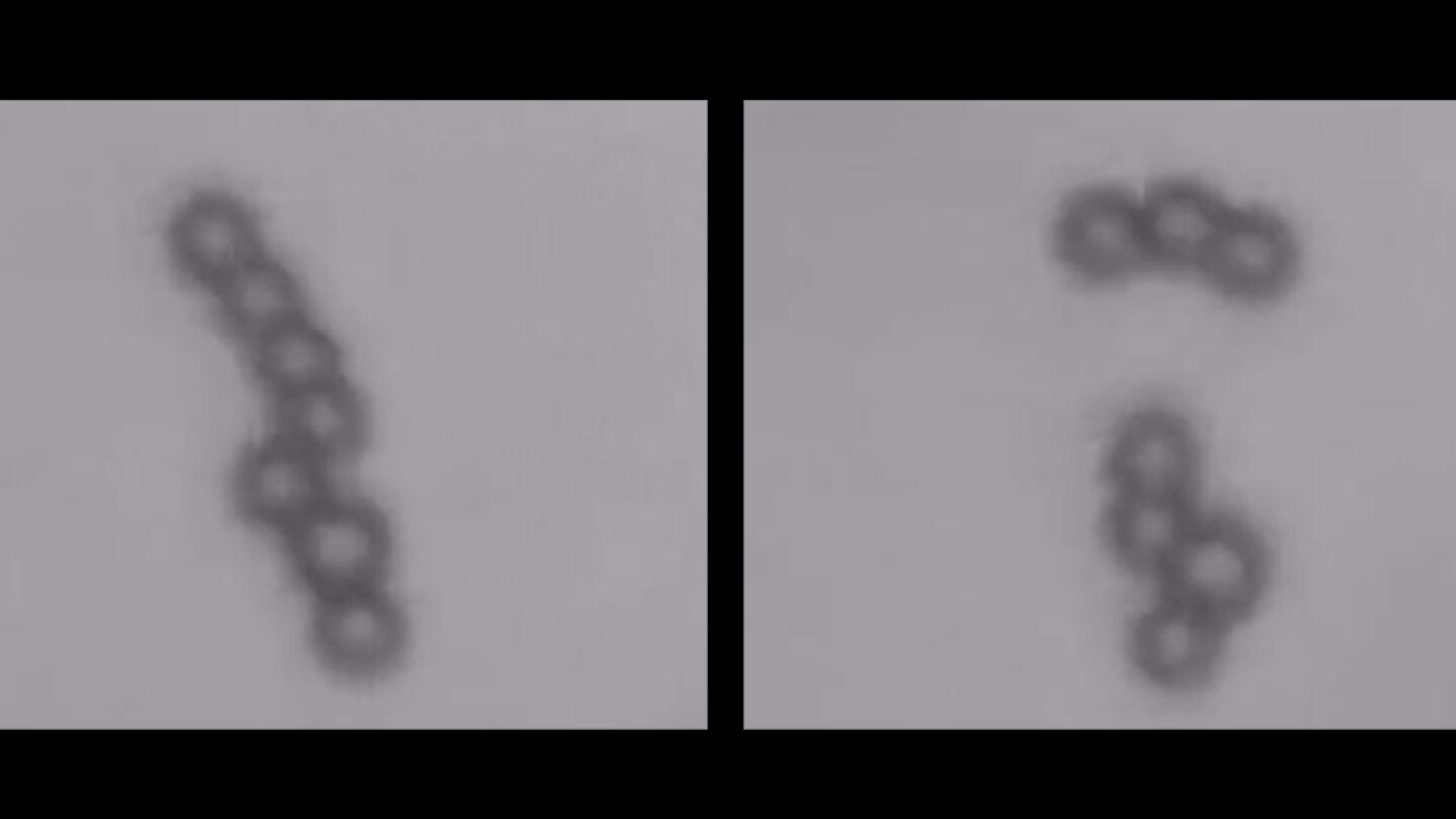 The tiny beads can be split or joined together by tweaking the magnetic field used to control them
