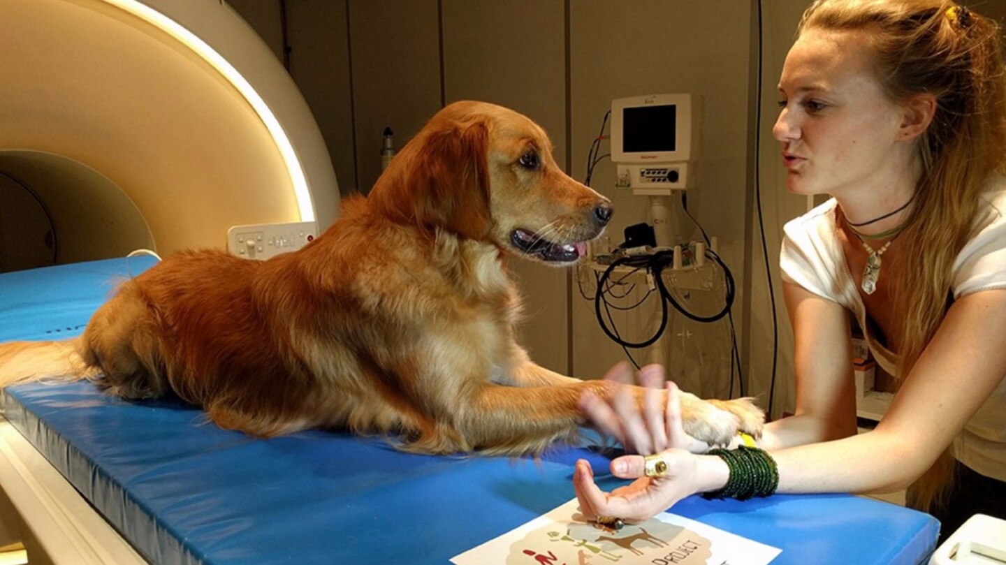 An Eötvös Loránd University researcher with one of the canine participants of the study
