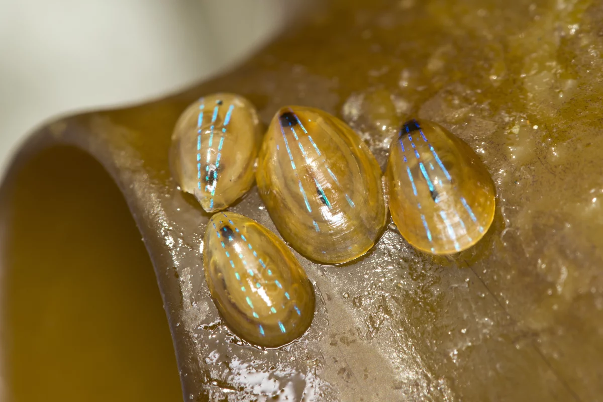 Blue-rayed limpets cling to a piece of kelp (Photo: Shutterstock)