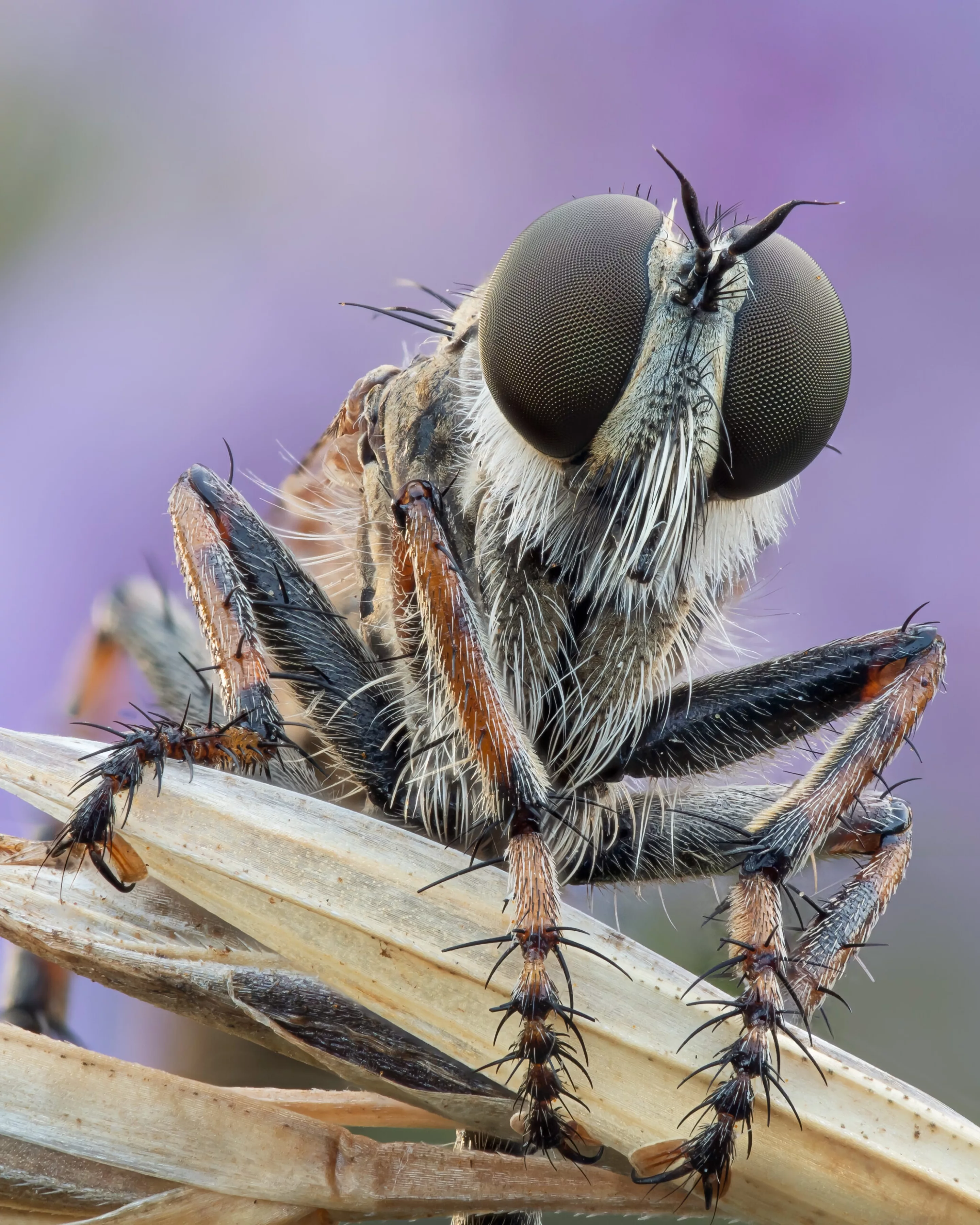 Otherworldly: Incredible images from the insect photography awards