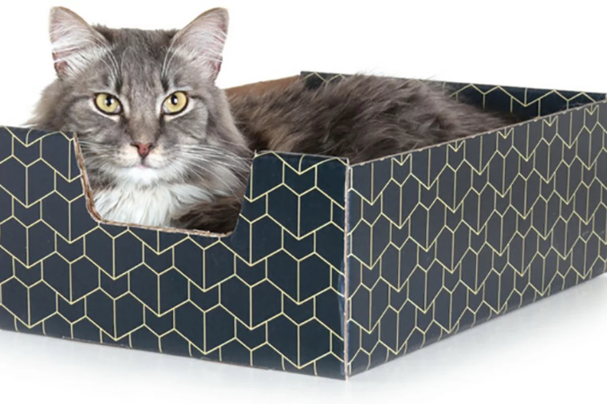 The Purrfect Pet Box is a pimped-out cardboard box for all your feline friends