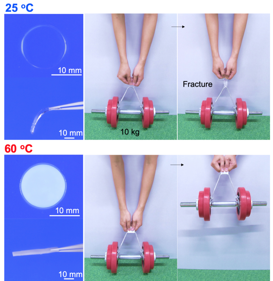 The material becomes 80 times stronger when heated to 60°C