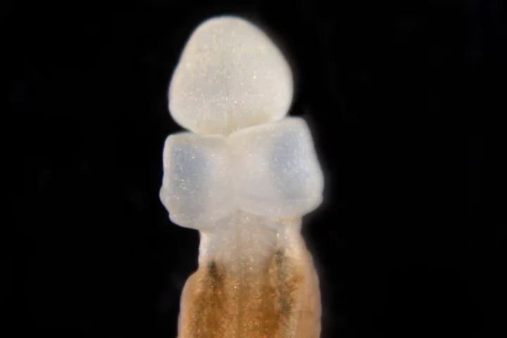 This acorn worm has grown a new head, internal organs and neural tube within fifteen days after being cut in half. Scientists believe humans have nearly all the genes needed to regenerate in a similar way, if the process is unlocked