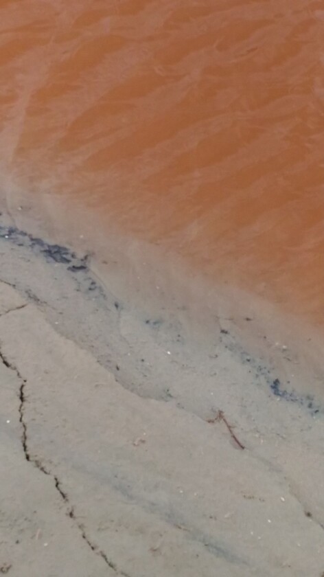 The water in the candy-pink Laguna de Peña Hueca derives its color from the red cells of the salt-loving algae Dunaliella salina EP-1