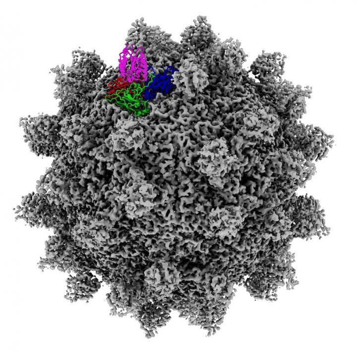 A cryo-electron microscopy image of the ANTXR1 receptor, shown in magenta, integrating with the Seneca Valley Virus, with its proteins shown in blue, green, and red