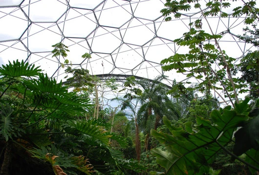 Inside the Rainforest Biome(Image by Eden Project)