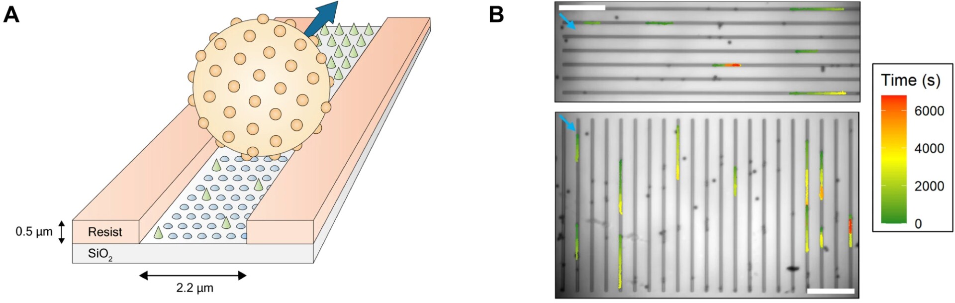 Self-Fueling Synthetic Protein Motor "Mows" A. Diagram showing The Lawnmower moving through a channel containing peptides. B. Paths taken by Lawnmowers on fields of peptides, colored from green to red to show how their movement changes over time, as depicted by Korosec et al.