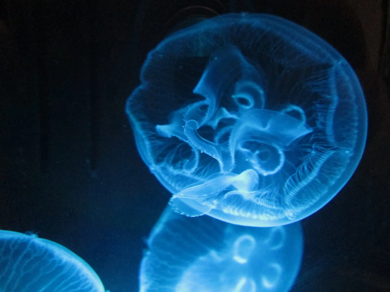 The Jellyfish Cylinder Nano kit comes with salt and other accesories