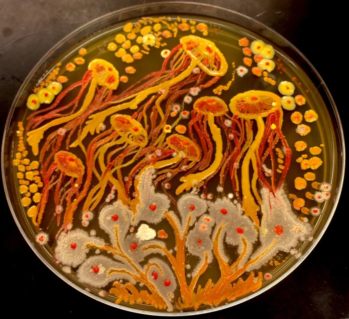 Intricate Bioart made from a variety of bacteria grown on Petri dishes by Maria Penil and Mehmet Berkmen