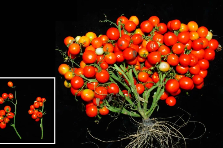 When three specific genetic mutations are combined and tuned just right, scientists can turn tomato plants into extremely compact bushes ideal for urban agriculture