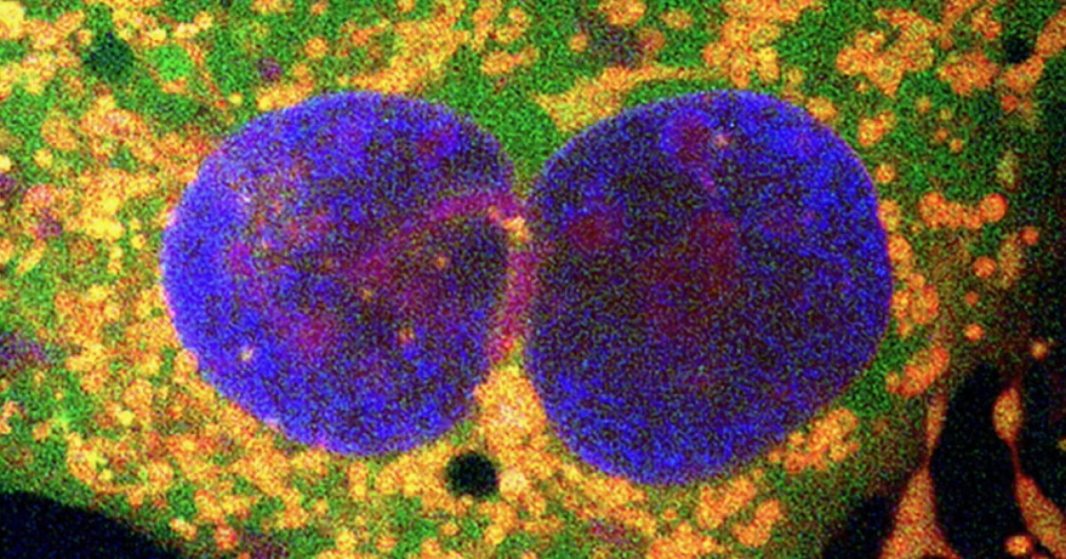 Bacterial retrons are “cellular contractors” that can reno your DNA Bacterial retrons are “cellular contractors” that can reno your DNA