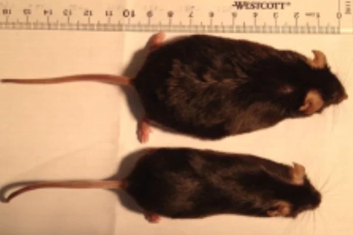 A smell-deficient mouse (bottom) and a regular one (top), after eating the same amount of high-fat food