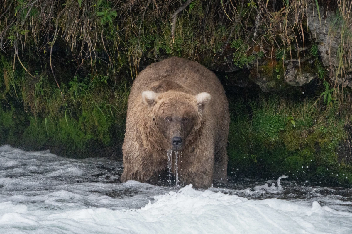 Grazer, looking plump here, is known to intimidate other bears