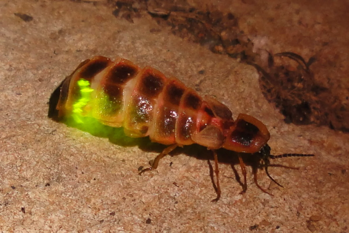 The enzyme that allows fireflies to glow could be used to monitor the effectiveness of an anti-blood-clotting medication (Photo: Nevit Dilmen)