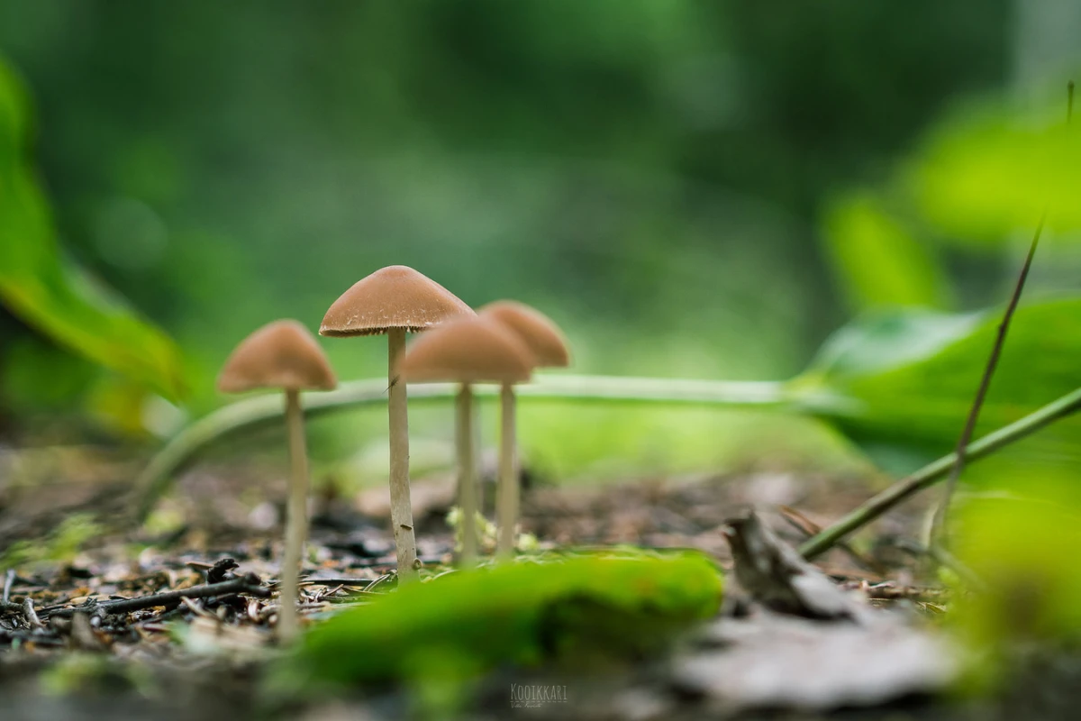Psilocybin, the active ingredient in magic mushrooms, is undergoing a renaissance in medical research (Credit: kooikkari Flickr CC BY SA 2.0)