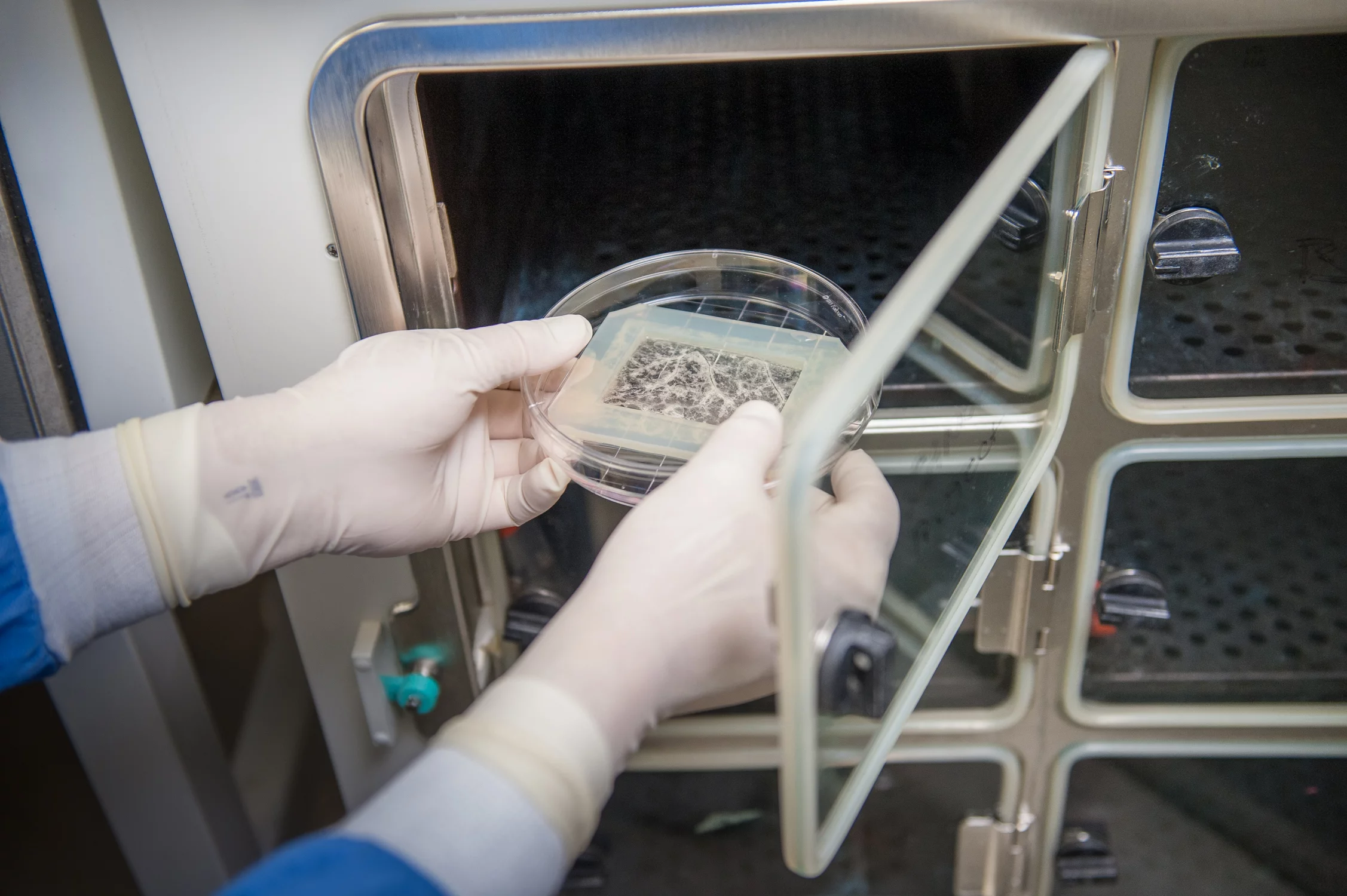 The scaffold is placed in an incubator