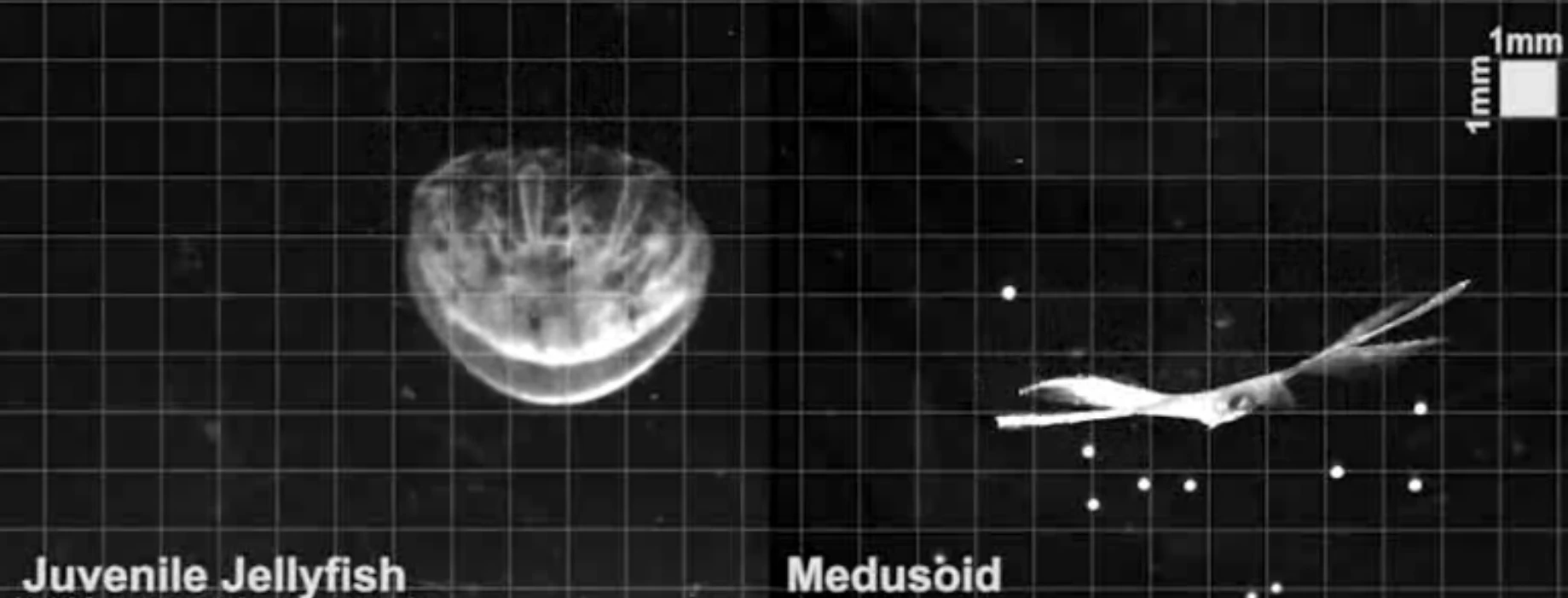 The artificial jellyfish (right) dubbed "Medusoid" mimics the pumping action of a real jellyfish