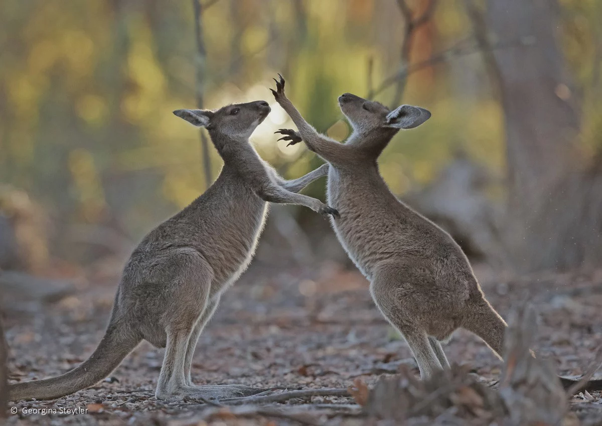 Animal behavior runner-up: Play fighting, Western grey kangaroos (Macropus fuliginosus), by Georgina Steytler – Young kangaroos engage in friendly fisticuffs
