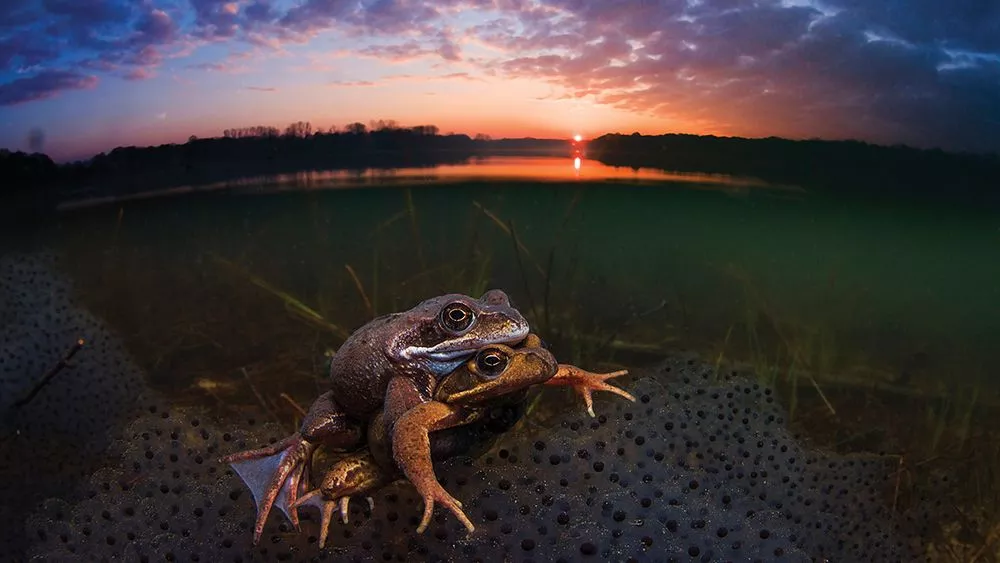 An honorable mention, this photomontage mischievously places two frogs mating in front of a perfect sunrise snap