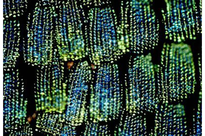 The bright green wings of the P. blumei butterfly result from the mixing of the different colors of light that are reflected from different regions of the scales (Image: Mathias Kolle, University of Cambridge)
