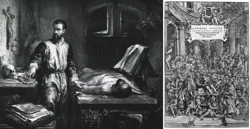 Andreas Vesalius (1514 - 1564) is generally regarded as the founder of modern human anatomy. Vesalius' magnum opus was this De humani corporis fabrica (On the Fabric of the Human Body), which had almost as much impact on the world as did Newton's Principia, revolutionising the science of anatomy and how it was taught.