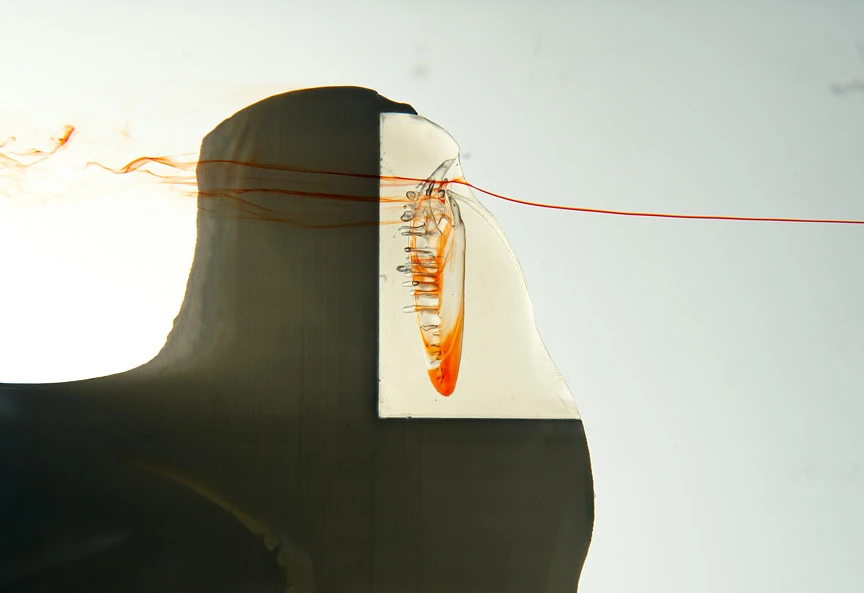 The researchers use a flow tank with red dye to see how the water flows into the nasal cavity of the shark model
