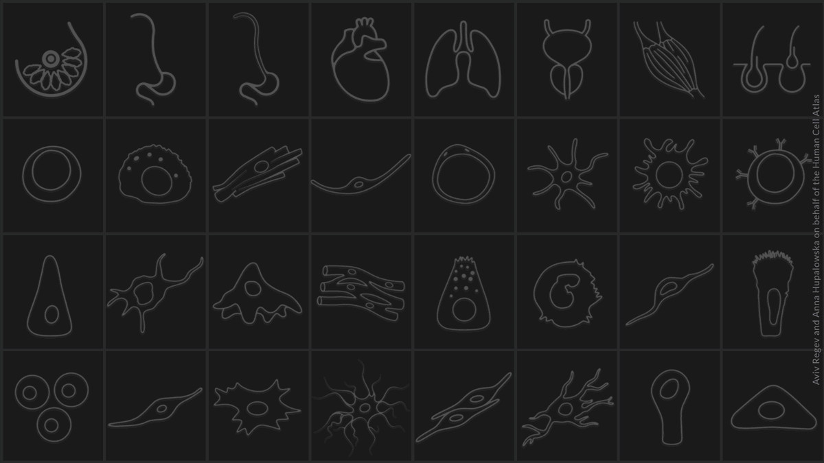 La iniciativa Human Cell Atlas busca crear mapas de referencia integrales de todas las células humanas (las unidades fundamentales de la vida) como base tanto para comprender la salud humana como para diagnosticar, monitorear y tratar enfermedades.