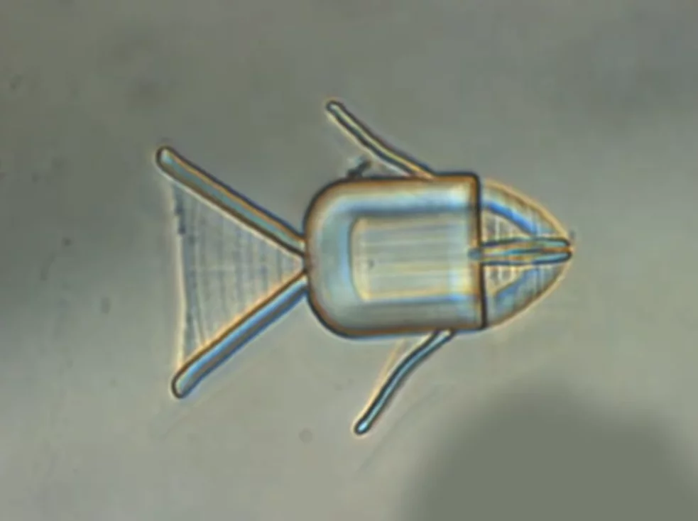 A new microrobot fish could one day swim through the body with a mouthful of drugs, and automatically spit them up when it encounters cancer cells