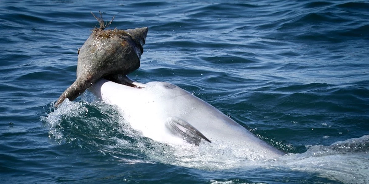 Dolphins engage in a fascinating behavior called shelling, where they shake free prey hiding inside emptied sea snail shells