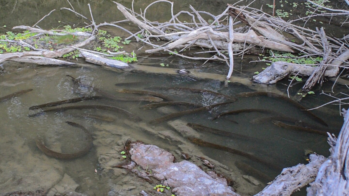 Electric eels gathering and herding prey in preparation to launch a coordinated attack