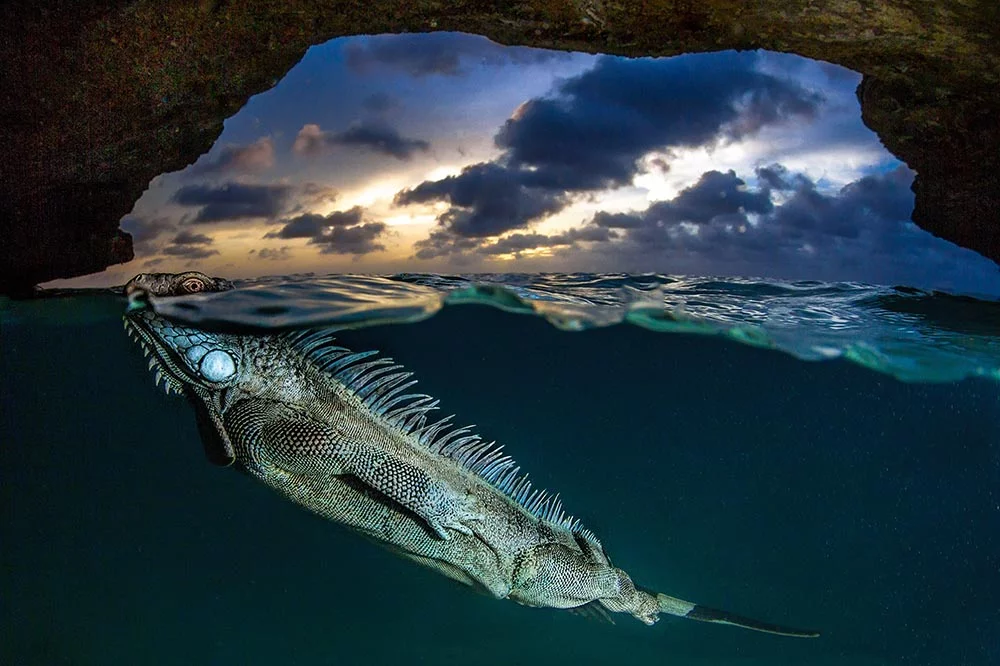 Winner of 2nd place in the Professional Wildlife/Animals category: Lorenzo Mittiga - The green Iguana. A green iguana on the island of Bonaire, Dutch Caribbean