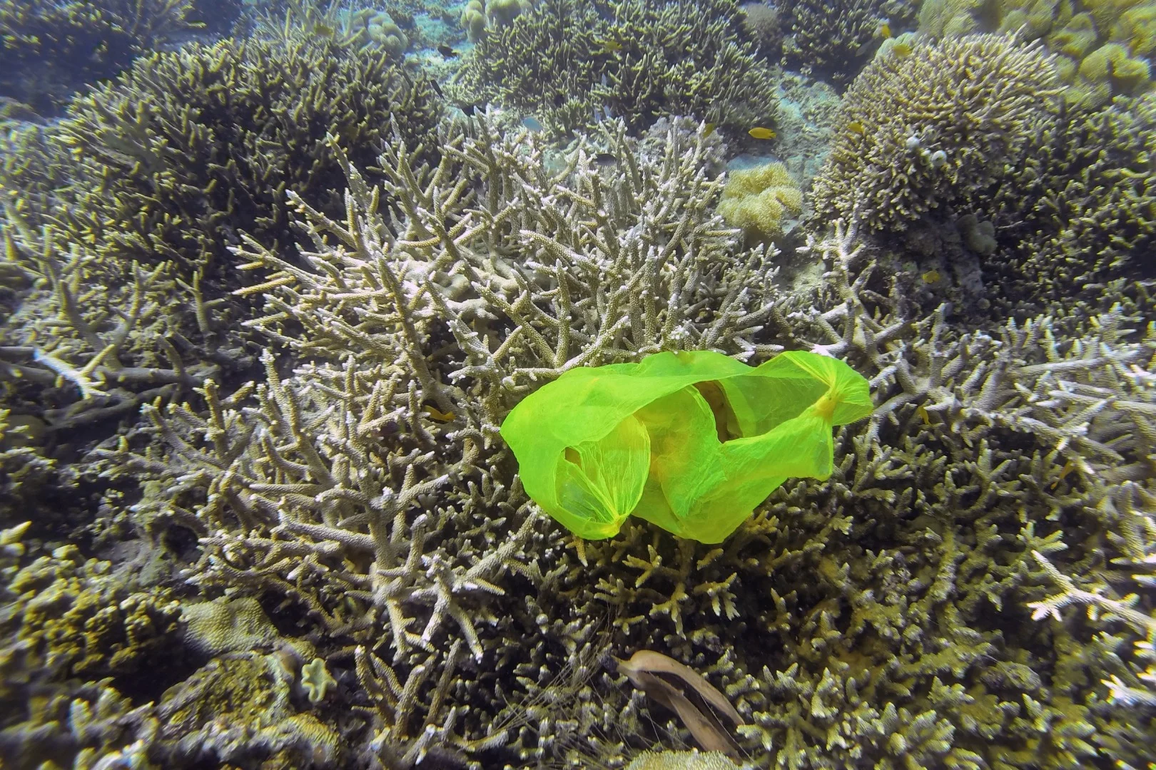 Scientists have found the crustacean Orchestia gammarellus can tear a single plastic bag into 1.75 million different pieces of microplastic